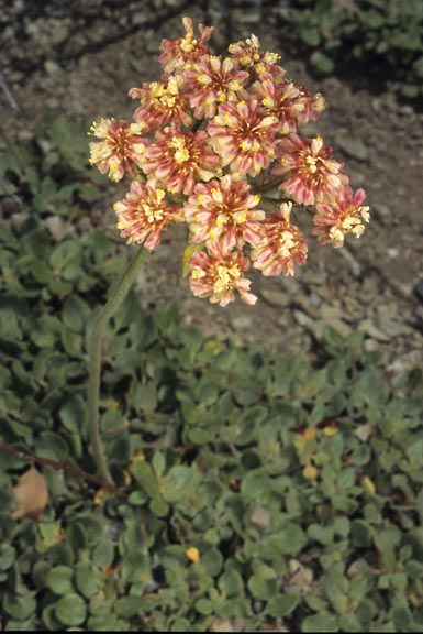 eriogonum ursinum  var erubescens 1 graphic